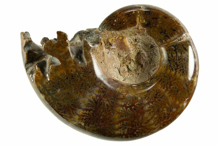 Polished, Chambered Ammonite (Argonauticeras) Fossil - Madagascar #327362